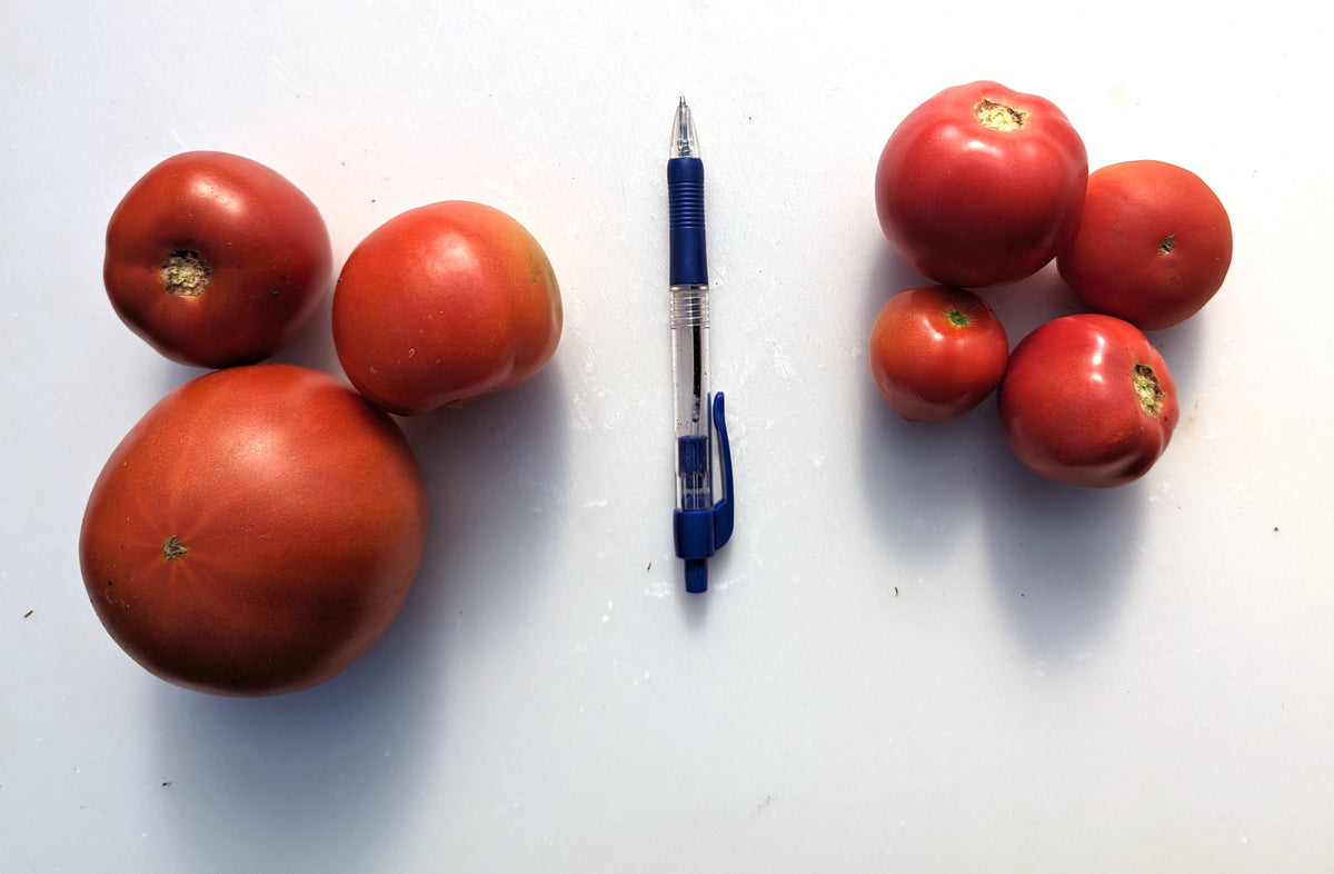 Tomato, Big Beef ($5.00/lb) – AquaTerra Farm