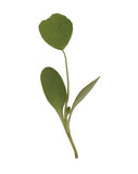 Microgreens Alfalfa (1.5 oz)