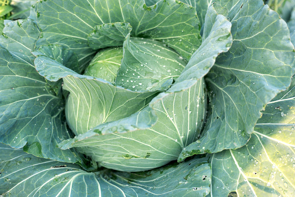 Cabbage (each)