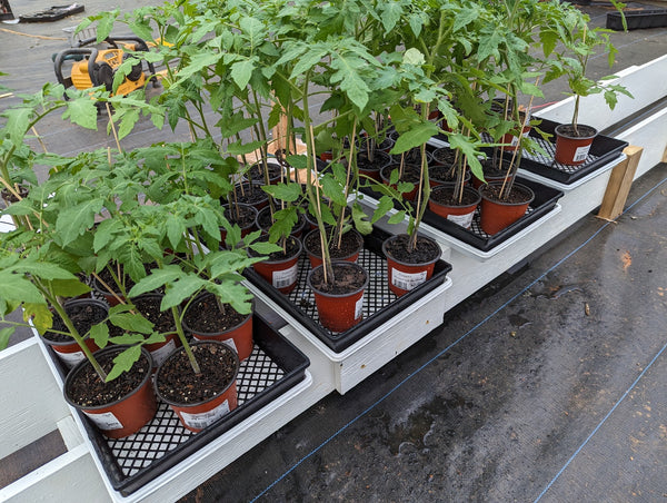 grape tomato plants in pots Amai (Grape)
