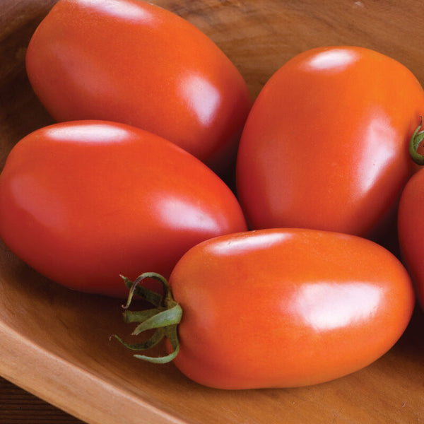 Tomato Seedling, Heirloom - Amish Paste