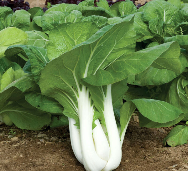 Bok Choy (12+ oz)