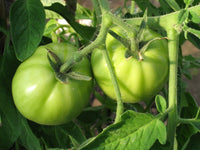 Green Tomatoes ($5.00/lb)