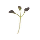 Microgreens Red Pac (1.5 oz)