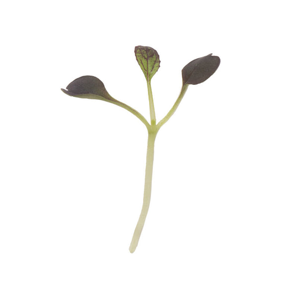 Microgreens Red Pac (1.5 oz)
