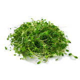Microgreens Alfalfa (1.5 oz)