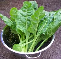Perpetual Spinach (6 oz)