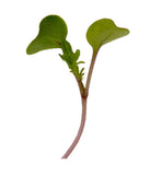Microgreens Kale (1.5 oz)